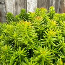 Load image into Gallery viewer, Bright green and yellow Stonecrop Angelina succulent perennial plant with needle-like foliage