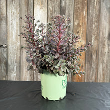 Load image into Gallery viewer, Stonecrop Sunsparkler Dazzleberry