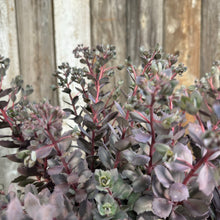 Load image into Gallery viewer, Stonecrop Sunsparkler Dazzleberry