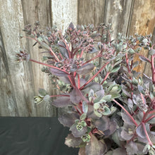 Load image into Gallery viewer, Stonecrop Sunsparkler Dazzleberry