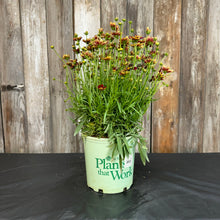 Load image into Gallery viewer, Tickseed Lil Bang Red Elf perennial plant in green nursery pot with colorful blooms
