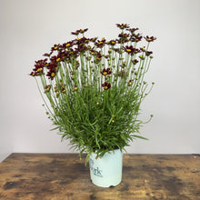 Load image into Gallery viewer, Tickseed Lil Bang Red Elf perennial plant with burgundy flowers in nursery pot