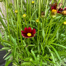 Load image into Gallery viewer, Red and yellow Tickseed Lil Bang Red Elf perennial flowers with unopened buds in green foliage