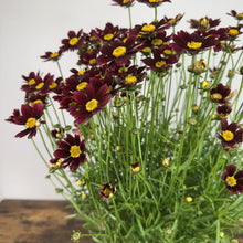 Load image into Gallery viewer, Tickseed Lil Bang Red Elf perennial flowers with deep burgundy petals and bright yellow centers
