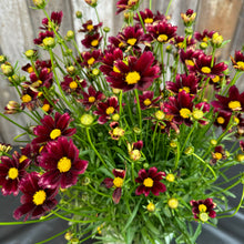 Load image into Gallery viewer, Tickseed Lil Bang Red Elf perennial plant with deep burgundy flowers and bright yellow centers