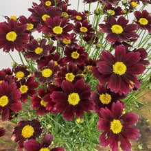 Load image into Gallery viewer, Deep burgundy red Tickseed Lil Bang Red Elf perennial flowers with bright yellow centers in full bloom