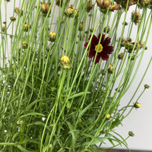 Load image into Gallery viewer, Tickseed Lil Bang Red Elf perennial plant with deep burgundy flower and yellow center