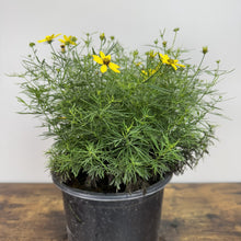 Load image into Gallery viewer, Tickseed Zagreb perennial plant with bright yellow daisy-like flowers and fine green foliage in black pot