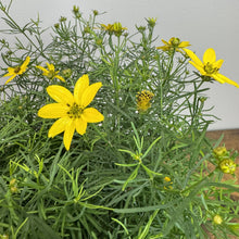 Load image into Gallery viewer, Bright yellow Tickseed Zagreb perennial flowers with narrow petals blooming in garden setting