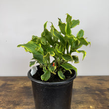 Load image into Gallery viewer, Toad Lily Autumn Glow perennial plant in black nursery pot with variegated green leaves