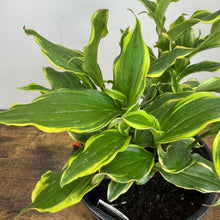 Load image into Gallery viewer, Toad Lily Autumn Glow perennial plant in black pot showing variegated green and yellow foliage