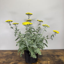 Load image into Gallery viewer, Yarrow Moonshine