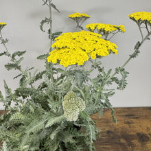 Load image into Gallery viewer, Yarrow Moonshine