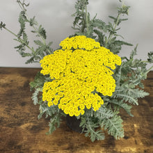 Load image into Gallery viewer, Yarrow Moonshine