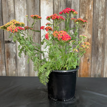 Load image into Gallery viewer, Yarrow Paprika perennial plant in black pot with red and yellow clustered flowers