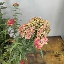 Load image into Gallery viewer, Yarrow Paprika perennial plant with coral-pink and cream clustered flowers on wooden surface