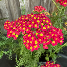 Load image into Gallery viewer, Yarrow Paprika perennial with bright red flowers and yellow centers in garden container