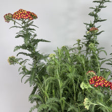 Load image into Gallery viewer, Yarrow Paprika perennial plant with red and yellow clustered flowers and feathery green foliage