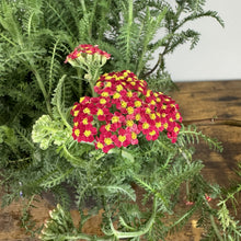 Load image into Gallery viewer, Yarrow Paprika perennial plant with red and yellow clustered flowers and feathery green foliage