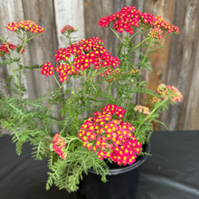 Load image into Gallery viewer, Yarrow Paprika perennial plant in black pot with bright red and yellow clustered flowers