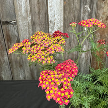 Load image into Gallery viewer, Yarrow Paprika perennial plants with vibrant red and yellow flower clusters against wooden fence