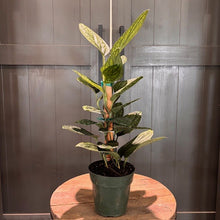 Load image into Gallery viewer, Monstera Peru tropical houseplant with variegated green and yellow leaves in black pot