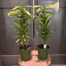 Load image into Gallery viewer, Two potted lily plants with white blooms in green containers on wooden display