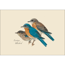 Load image into Gallery viewer, Vintage-style illustration showing three Eastern Bluebirds in different poses on cream background
