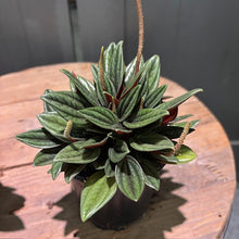 Load image into Gallery viewer, Peperomia 'Rosso'