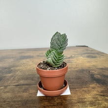 Load image into Gallery viewer, Crassula 'Buddha's Temple'