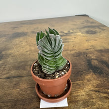 Load image into Gallery viewer, Crassula 'Buddha's Temple'