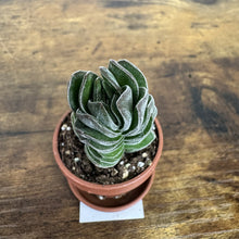 Load image into Gallery viewer, Crassula 'Buddha's Temple'