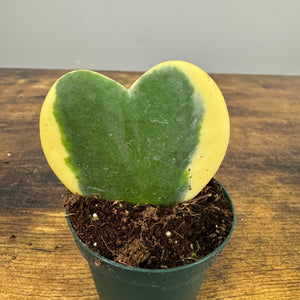 Hoya 'Kerri Variegated'