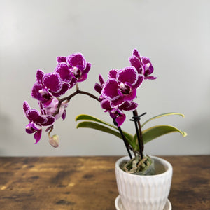 Phalaenopsis Orchid