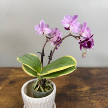 Load image into Gallery viewer, Phalaenopsis Orchid