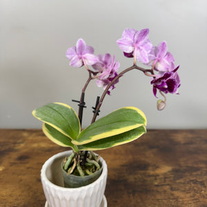 Phalaenopsis Orchid