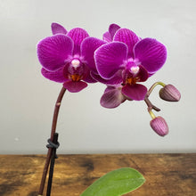 Load image into Gallery viewer, Phalaenopsis Orchid