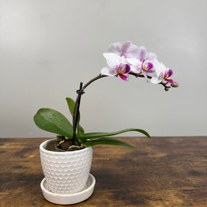 Phalaenopsis Orchid