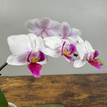 Load image into Gallery viewer, Phalaenopsis Orchid