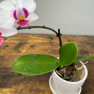 Phalaenopsis Orchid