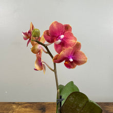 Load image into Gallery viewer, Phalaenopsis Orchid