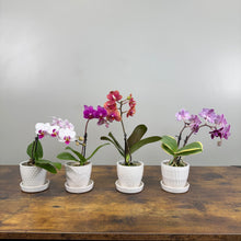 Load image into Gallery viewer, Phalaenopsis Orchid