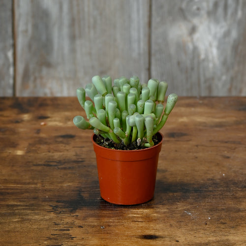 Fenestaria 'Baby Toes'