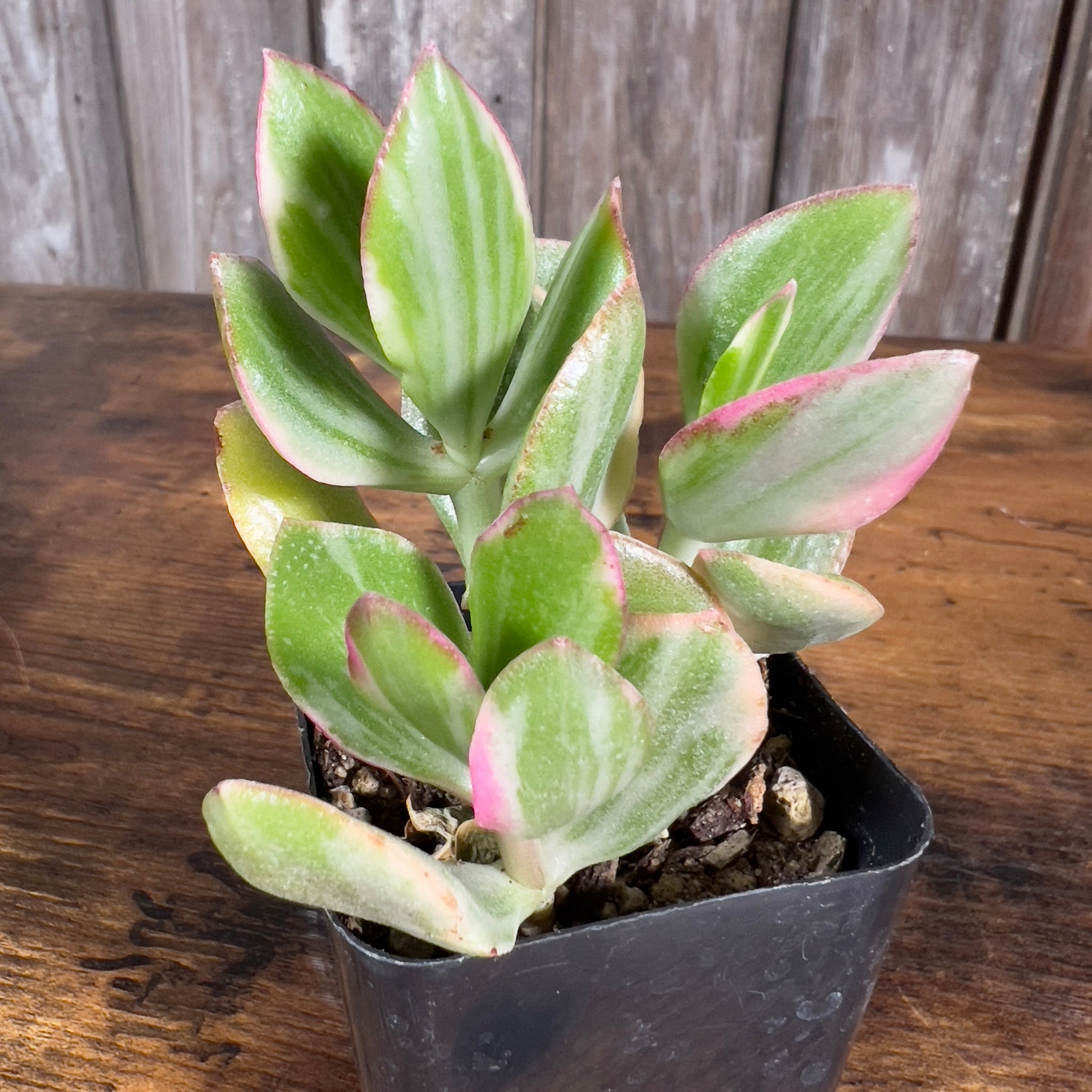 small potted succulent plants Succulent Assorted by Tropicals & Houseplants – Wasson Nursery