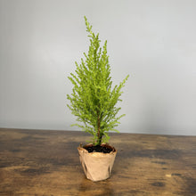 Load image into Gallery viewer, Cypress Goldcrest