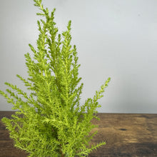 Load image into Gallery viewer, Cypress Goldcrest