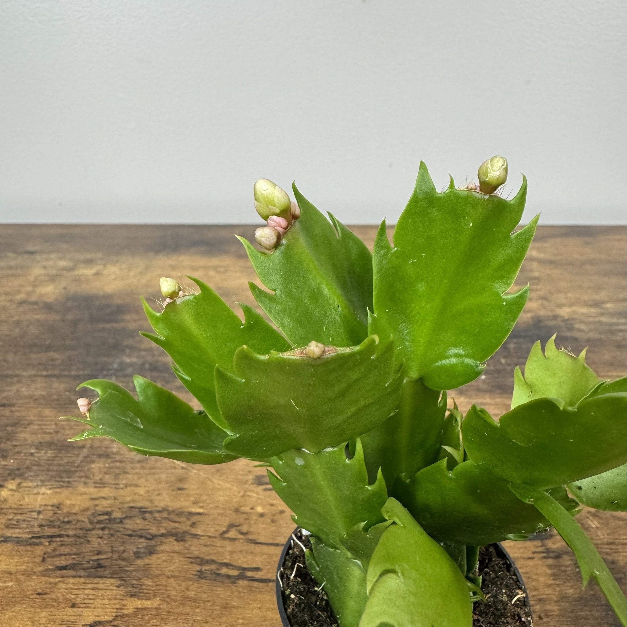 soil christmas cactus Schlumbergera Zygo Cactus