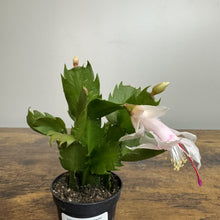 Load image into Gallery viewer, Schlumbergera Zygo Cactus