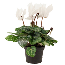 Load image into Gallery viewer, Cyclamen