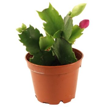 Schlumbergera Zygo Cactus
